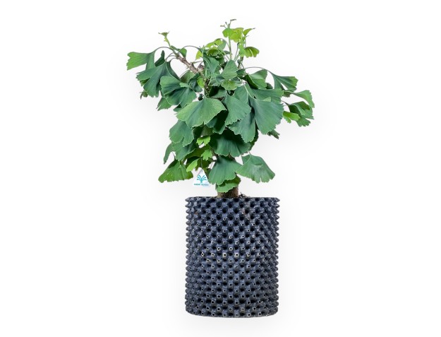 Ginkgo biloba bonsai %separator% %category%