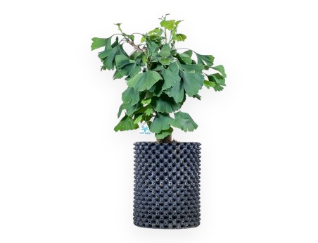 Ginkgo biloba bonsai %separator% %category%
