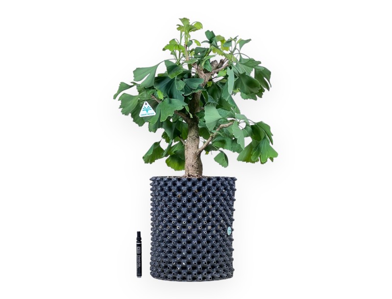 Ginkgo biloba bonsai %separator% %category%
