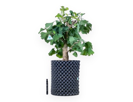 Ginkgo biloba bonsai %separator% %category%