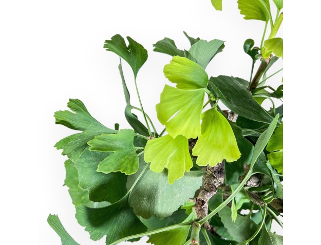 Ginkgo biloba bonsai %separator% %category% 2