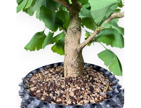 Ginkgo biloba bonsai %separator% %category%