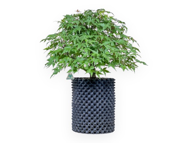Bonsai aus Acer palmatum – Ahorn %separator% %category%