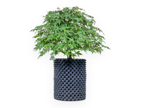 Bonsai di Acer palmatum - Acero %separator% %category%