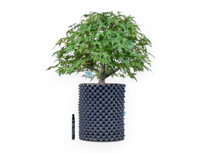 Acer palmatum bonsai - Maple %separator% %category%