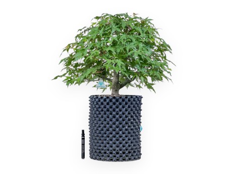 Bonsái de Acer palmatum - Arce %separator% %category%