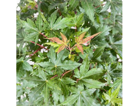 Bonsai di Acer palmatum - Acero %separator% %category%