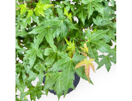 Bonsái de Acer palmatum - Arce %separator% %category%