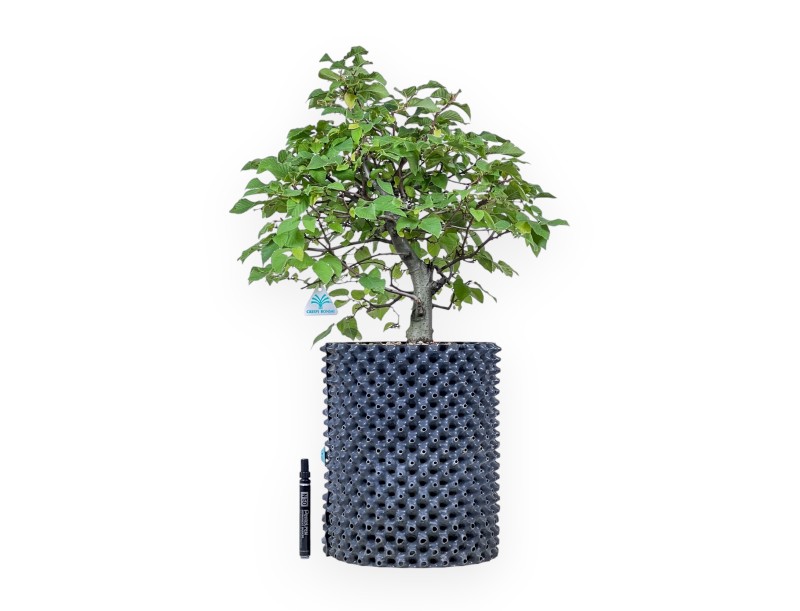 Bonsai di Ostria carpinifolia - Carpino nero %separator% %category%