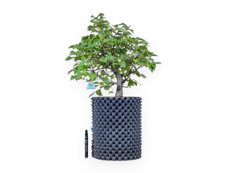 Bonsai aus Ostria carpinifolia – Schwarze hainbuche %separator% %category%