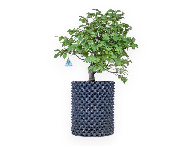 Bonsaï d'Ostria carpinifolia - Charme noir %separator% %category%