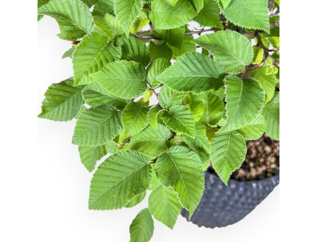 Bonsaï d'Ostria carpinifolia - Charme noir %separator% %category% 2