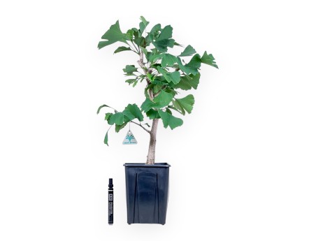 Pianta da lavorare di Ginkgo biloba %separator% Caducifoglie