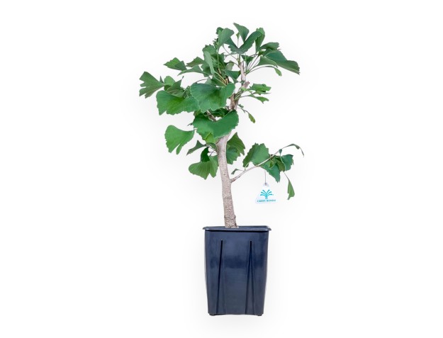 Pianta da lavorare di Ginkgo biloba %separator% Caducifoglie