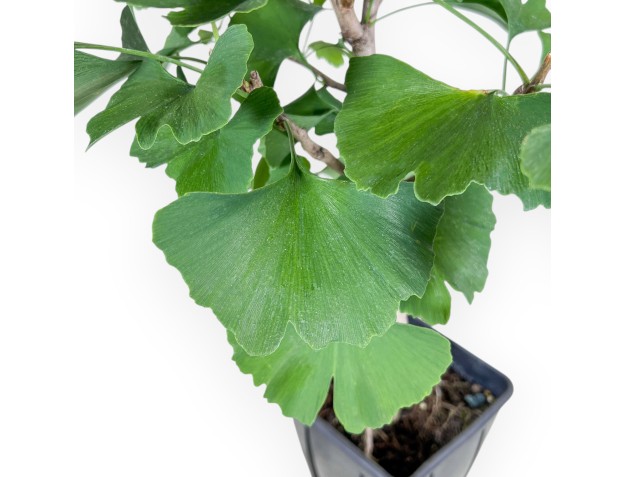 Pianta da lavorare di Ginkgo biloba %separator% Caducifoglie 2