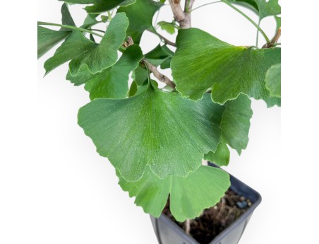 Pianta da lavorare di Ginkgo biloba %separator% Caducifoglie