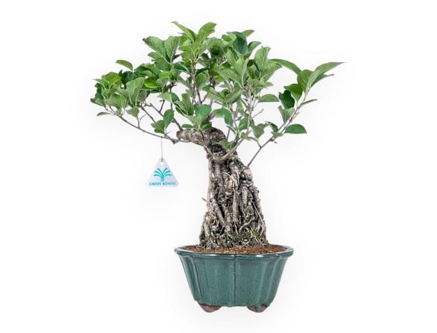 Bonsaï de Celastrus orbiculatus %separator% %category%