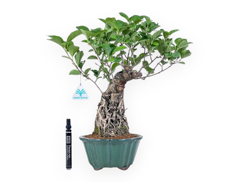 Bonsaï de Celastrus orbiculatus %separator% %category%