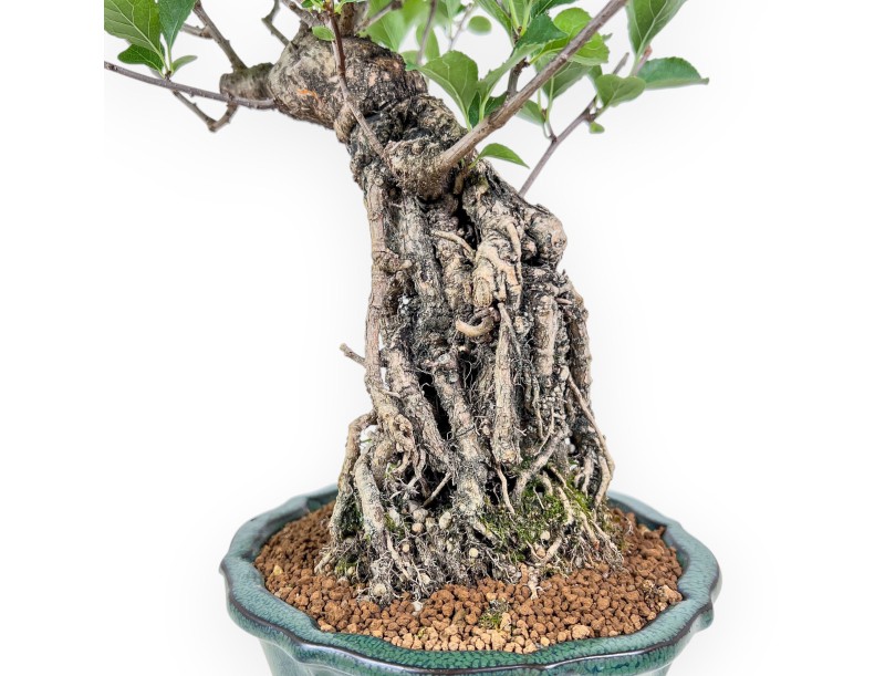 Bonsai di Celastrus orbiculatus %separator% %category%