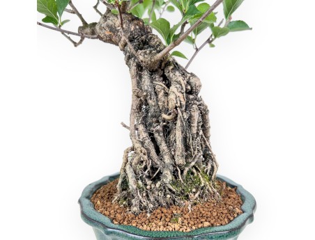 Bonsai di Celastrus orbiculatus %separator% %category%
