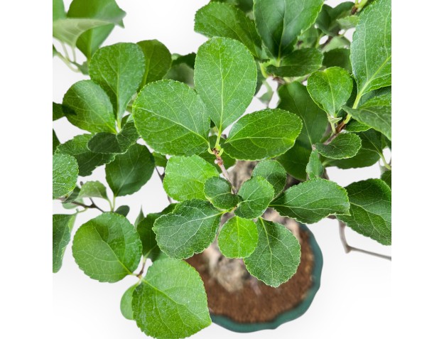 Bonsaï de Celastrus orbiculatus %separator% %category% 2