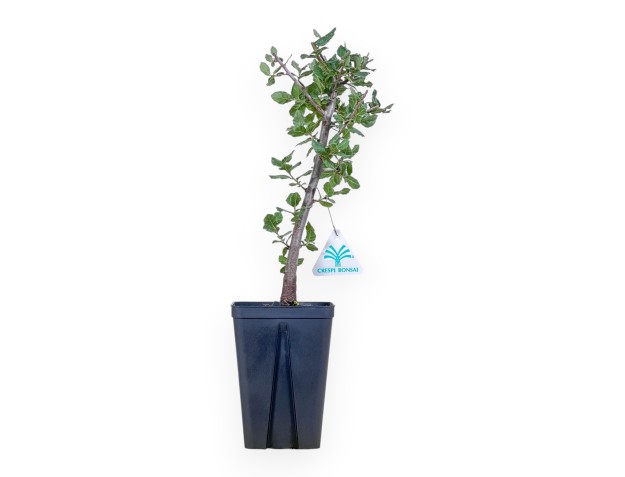 Verarbeitungsmaterial von Quercus suber %separator% %category%
