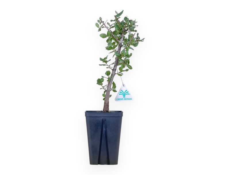 Pianta da lavorare di Quercus suber %separator% %category%