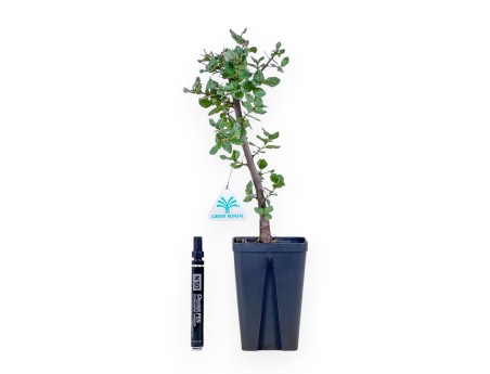 Werkmodel van Quercus suber %separator% %category%