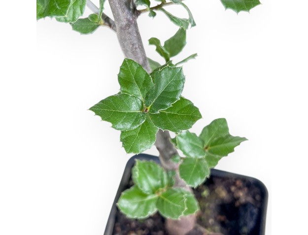 Werkmodel van Quercus suber %separator% %category% 2