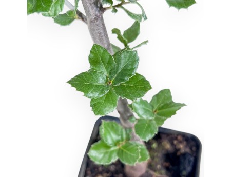 Verarbeitungsmaterial von Quercus suber %separator% %category%