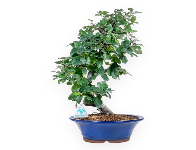 Bonsai van Pseudocydonia chinensis %separator% %category%