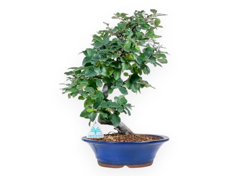 Bonsai aus Pseudocydonia chinensis %separator% %category%