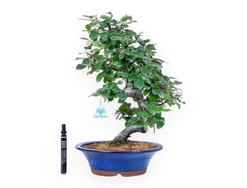 Bonsai aus Pseudocydonia chinensis %separator% %category%