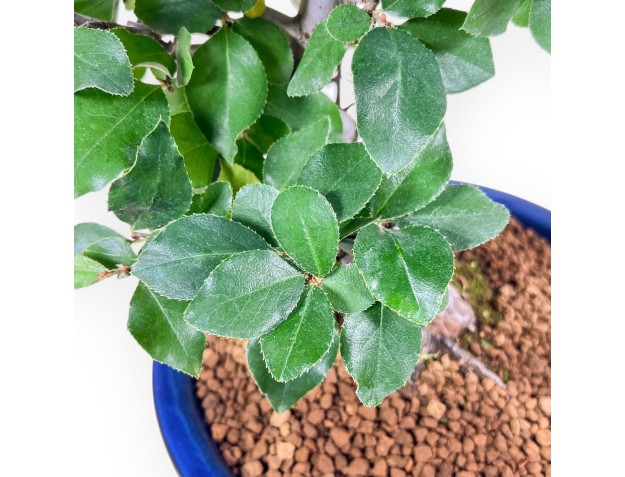 Bonsai van Pseudocydonia chinensis %separator% %category% 2