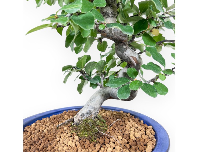 Bonsai aus Pseudocydonia chinensis %separator% %category%