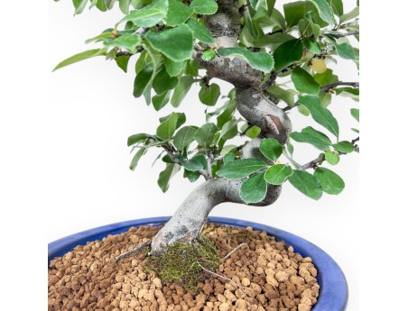 Bonsai aus Pseudocydonia chinensis %separator% %category%