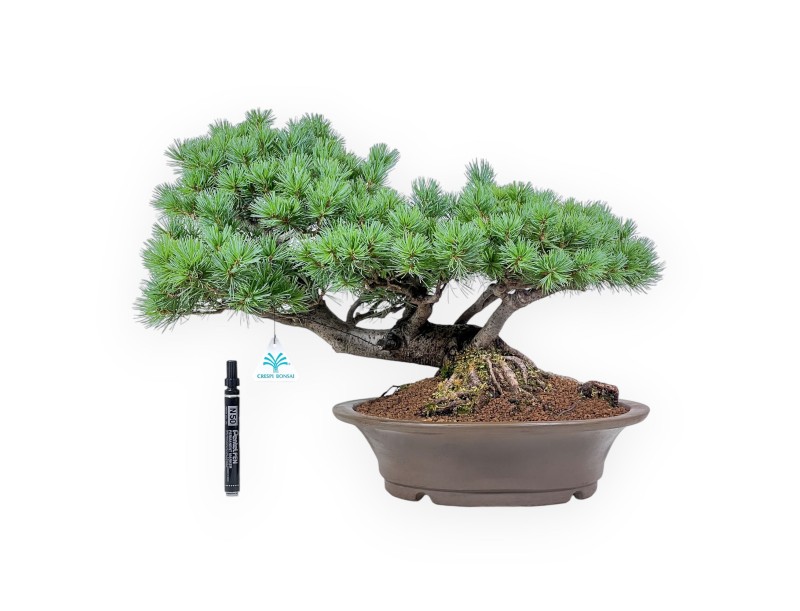 Pinus pentaphylla bonsai – Five-needle pine %separator% %category%