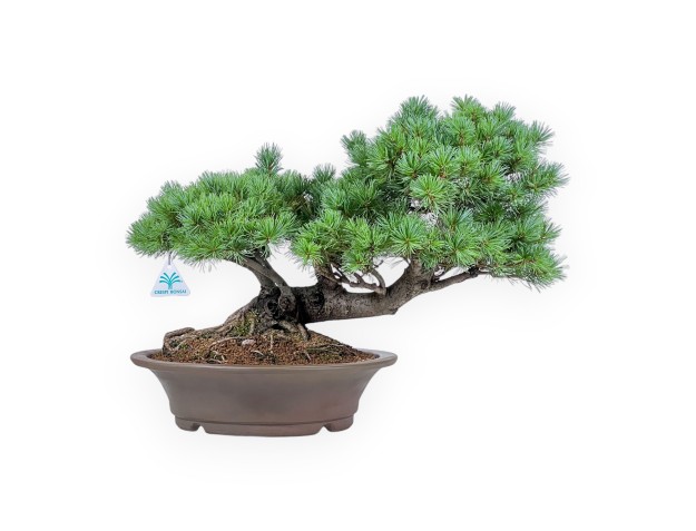 Bonsai van Pinus pentaphylla - Vijfnaaldige den %separator% %category%