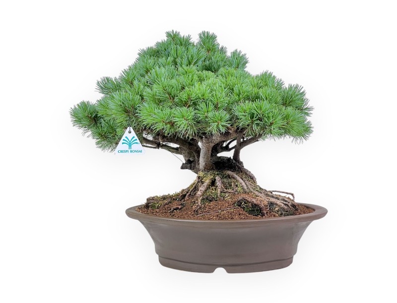 Bonsái de Pinus pentaphylla - Pino de cinco agujas %separator% %category%