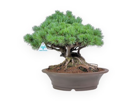 Bonsai aus Pinus pentaphylla – Fünfnadel-Kiefer %separator% %category%