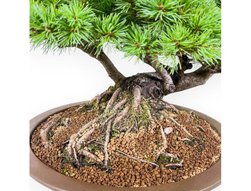 Bonsai aus Pinus pentaphylla – Fünfnadel-Kiefer %separator% %category%