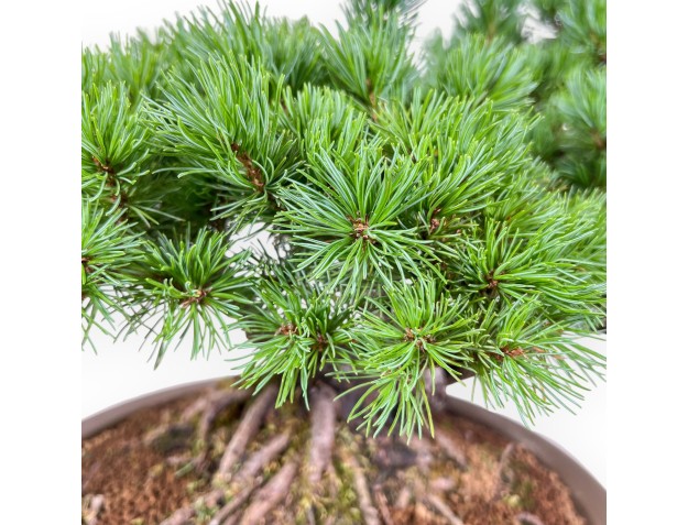 Bonsaï de Pinus pentaphylla - Pin à cinq aiguilles %separator% %category% 2