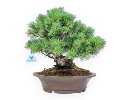 Pinus pentaphylla bonsai – Five-needle pine %separator% %category%