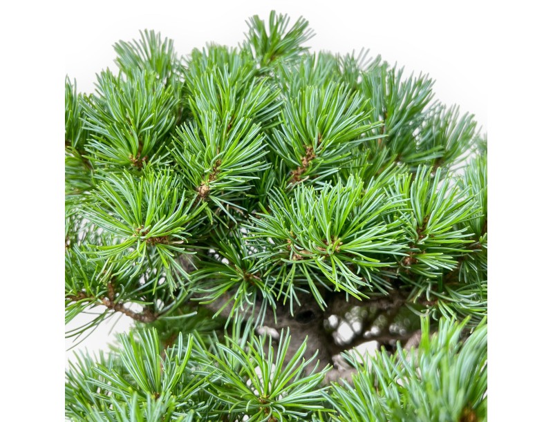 Pinus pentaphylla bonsai – Five-needle pine %separator% %category%