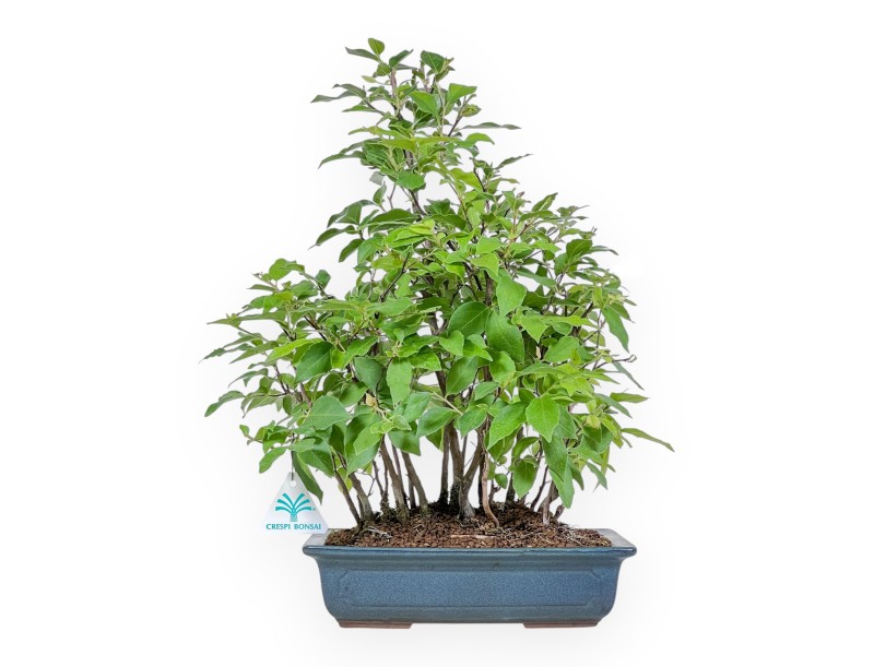 Bonsáis de Stewartia %separator% %category%
