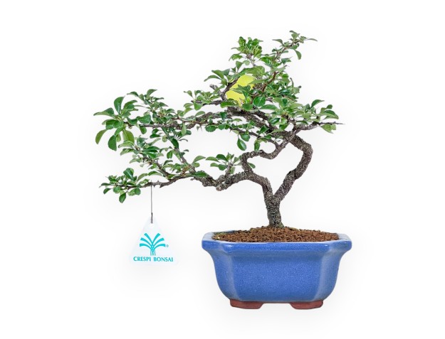 Chaenomeles Bonsai – Quitte %separator% %category%