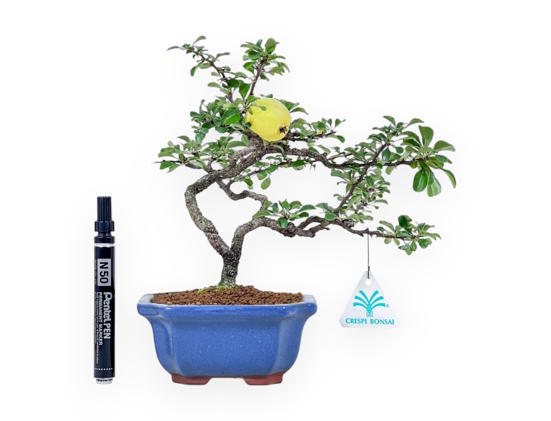 Chaenomeles-bonsai - Kweepeer %separator% %category%