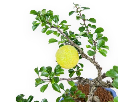 Bonsai di Chaenomeles - Cotogno %separator% %category%
