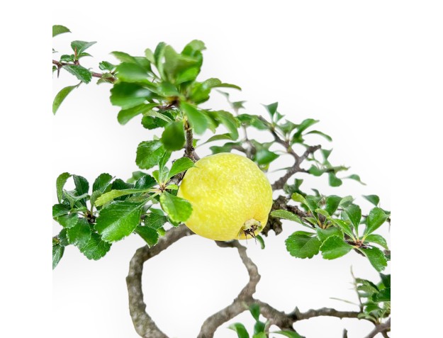 Chaenomeles Bonsai – Quitte %separator% %category% 2