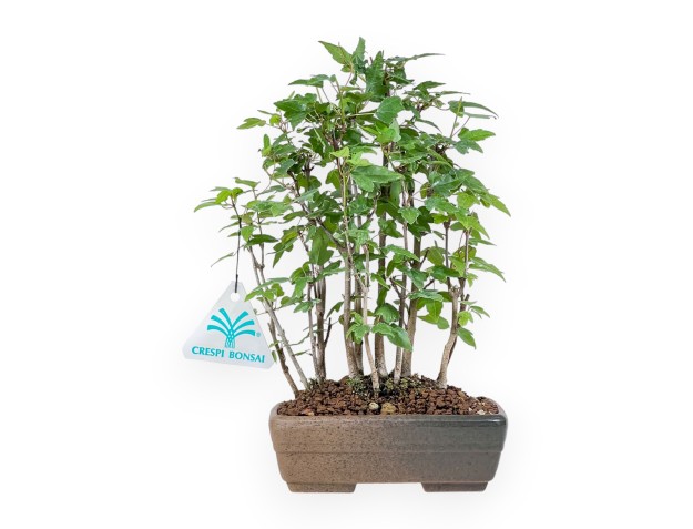 Shohin Bonsai aus Acer buergerianum – Ahorn %separator% %category%